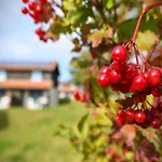 Harz In